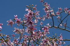 Ceiba pubiflora