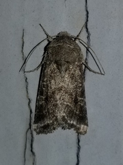 Lacinipolia erecta