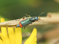 Clanoptilus spinipennis