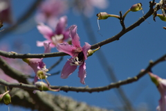 Ceiba pubiflora