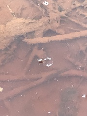 Diptera