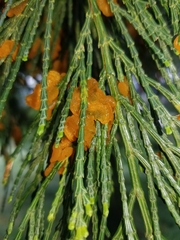 Gymnotelium blasdaleanum