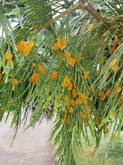 Gymnotelium blasdaleanum