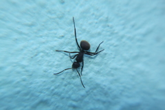 Camponotus mus