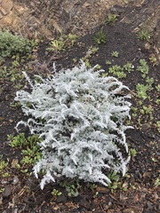 Artemisia pycnocephala