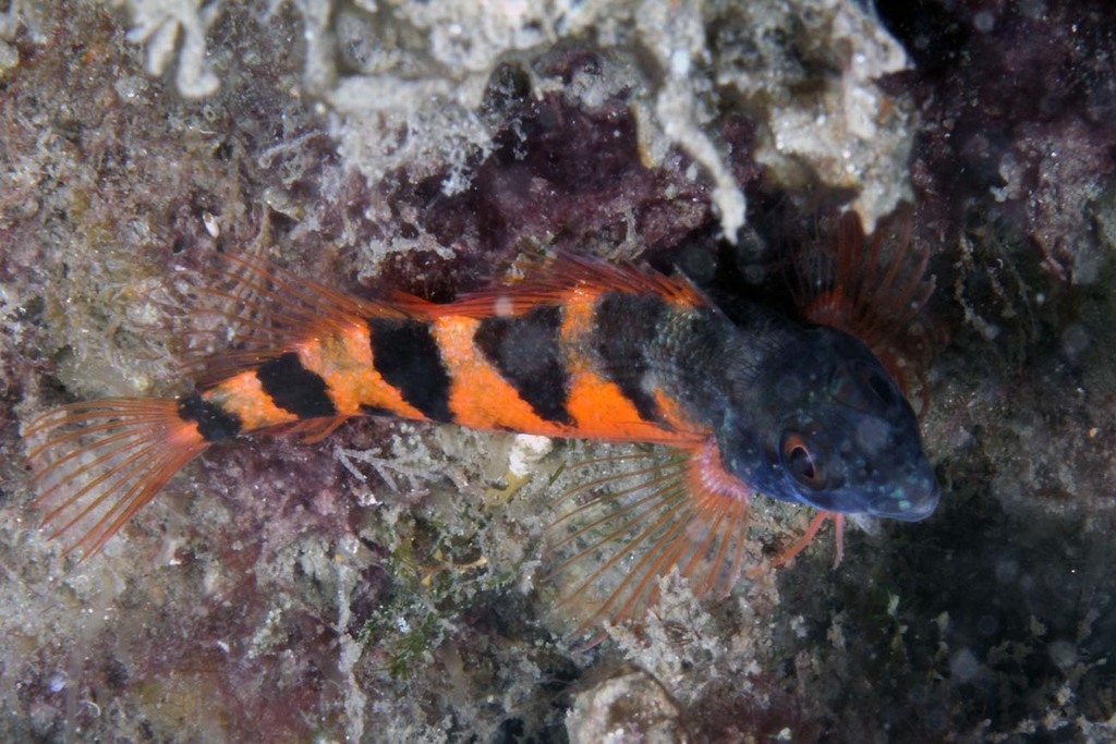 Saddled Blenny