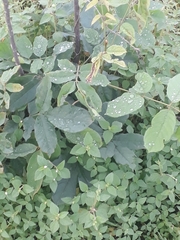 Tracheophyta