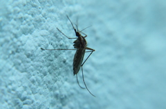 Aedes albifasciatus