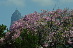 Ceiba pubiflora