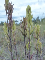 Castilleja pallida yukonis
