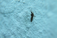 Aedes albifasciatus