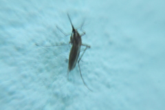 Aedes albifasciatus