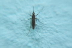 Aedes albifasciatus