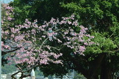 Ceiba pubiflora