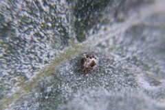 Psyllobora bicongregata