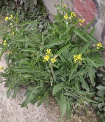 Sisymbrium orientale