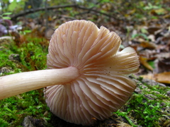 Mycena rutilantiformis