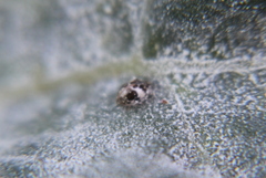 Psyllobora bicongregata