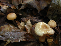 Mycena rutilantiformis
