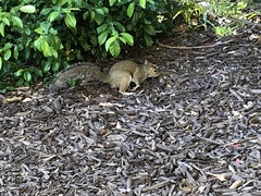 Sciurus carolinensis