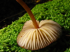 Mycena atkinsoniana