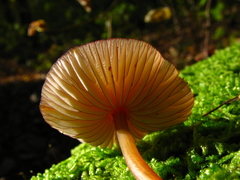 Mycena atkinsoniana
