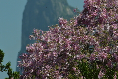 Ceiba pubiflora