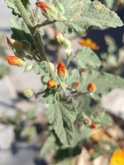 Sphaeralcea coulteri