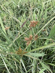 Cyperus esculentus