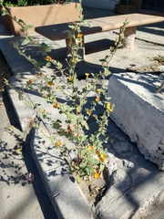 Sphaeralcea coulteri
