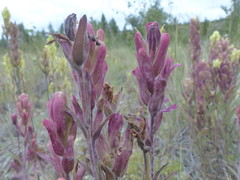 Castilleja pallida yukonis