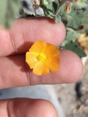Sphaeralcea coulteri