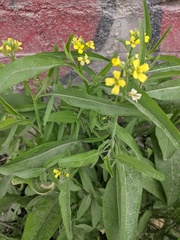 Sisymbrium orientale
