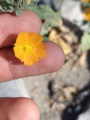 Sphaeralcea coulteri