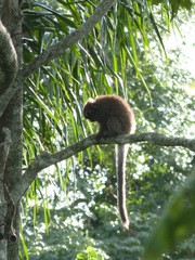 Plecturocebus donacophilus