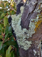 Flavoparmelia haysomii