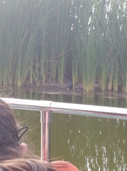 Fulica ardesiaca