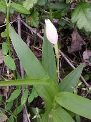 Cephalanthera longifolia image