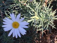 Argyranthemum frutescens