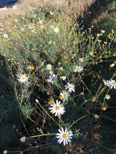 Argyranthemum frutescens