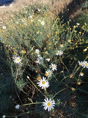 Strauchmargerite (Argyranthemum frutescens): Herkunft und Verwendung — Foto 2