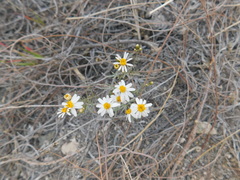 Thymophylla concinna