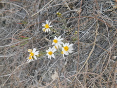 Thymophylla concinna