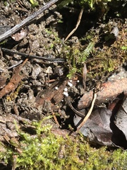 Lachnum brevipilosum