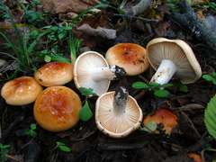 Hygrophorus subsalmonius