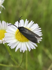 Cisseps fulvicollis