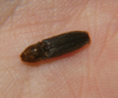 Limonius auripilis