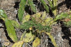 Opuntia