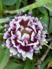 Trifolium variegatum