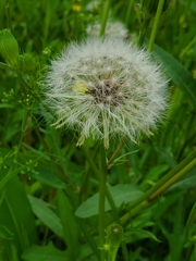 Pyrrhopappus pauciflorus